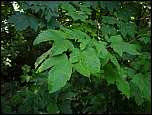 [pseudoplatanus-1a.jpg]