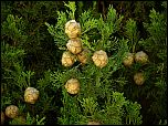 [sempervirens-2.jpg]