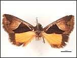 [Grammodes_callixeris-1T.jpg]